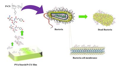 環(huán)境學院李少香教授團隊在抗菌膜材料的制備研發(fā)方面取得重大進展
