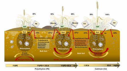 sel research 微塑料和鎘對小麥根際土壤微生物群落和功能類群影響的協同效應